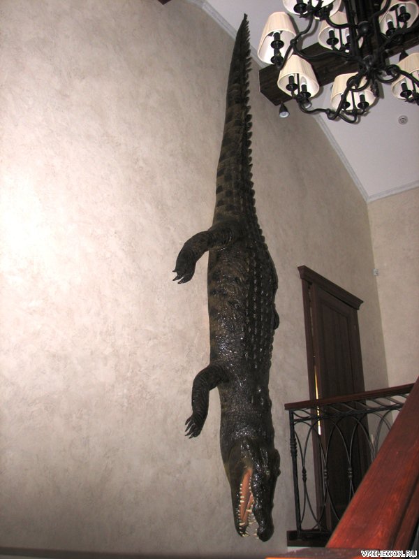 Крокодил 4.2 метра